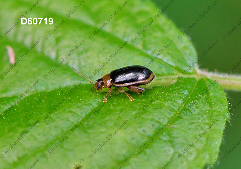 Capraita circumdata (Galerucinae, Chrysomelidae, Coleoptera)